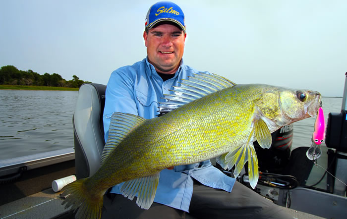 The author Jason Mitchell with a walleye caught trolling a Salmo Bullhead SDR.  Fall trolling patterns can produce some of the largest walleye of the season.