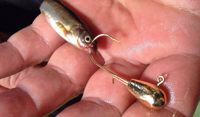 The author is a fan of B FISH N Tackle's H2O Precision Jigs - and points to their sharp, fine-wire Mustad hooks and myriad color and weight options. He also thinks their gold finish trumps all others in tannic waters. 