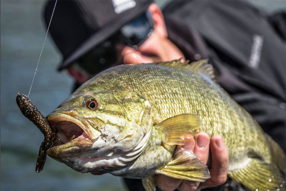 Early in the fall when smallmouth are still feeding aggressively, big tubes in dull finishes are the go-to bait for plenty of action.