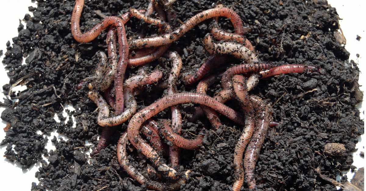 The Dirt on Worms