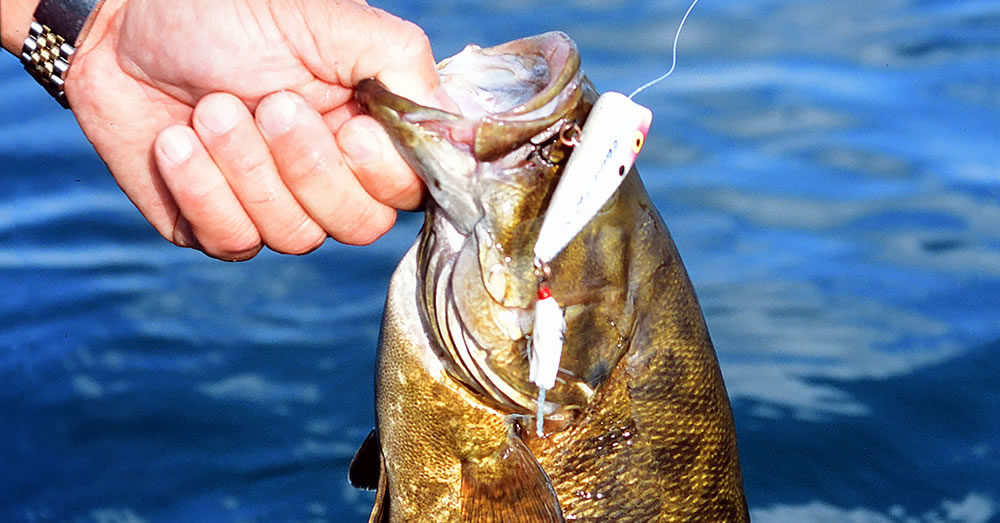 Spells of steady, stable weather create ideal conditions for topwater smallmouth. 